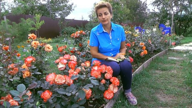 Ваши Розы болеют ? Чем лечить. смотреть онлайн