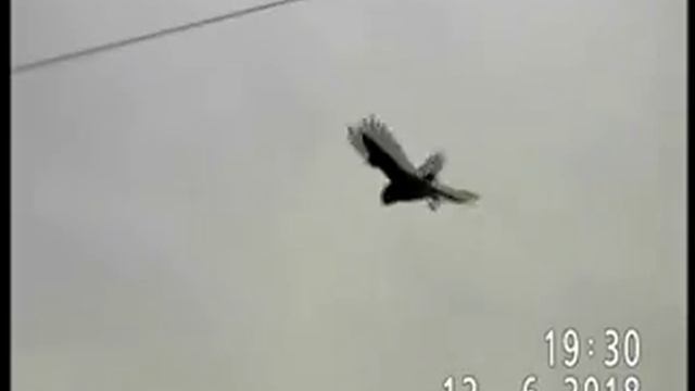 ОБЫКНОВЕННАЯ ПУСТЕЛЬГА ОХОТИТСЯ смотреть онлайн