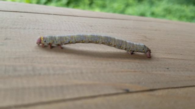 Гусеница тореадор.