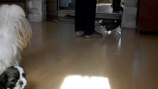 Маленькие лапочки щенки ши-тцу смотреть онлайн