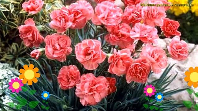 Гвоздика перистая Хелен. Краткий обзор, описание характеристик dianthus plumarius helen Helen смотреть онлайн