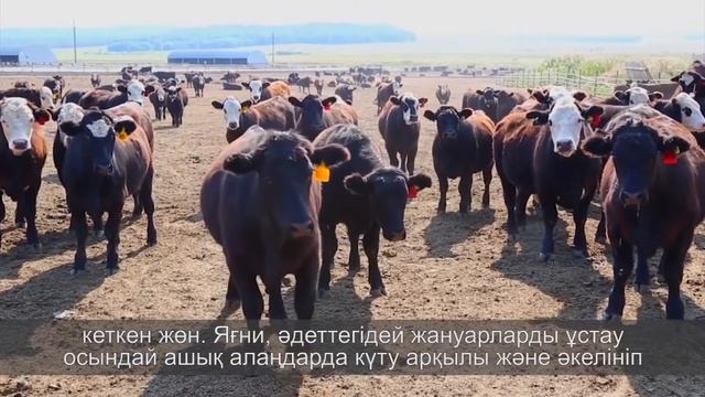 Технология зернового откорма смотреть онлайн