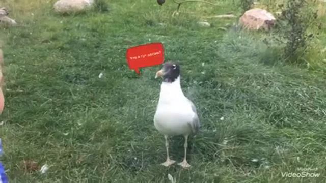 В гостях у зоопарка#1//Эля Крук смотреть онлайн