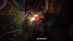 Яйца из холодильника можно смело инкубировать! (Часть 2)