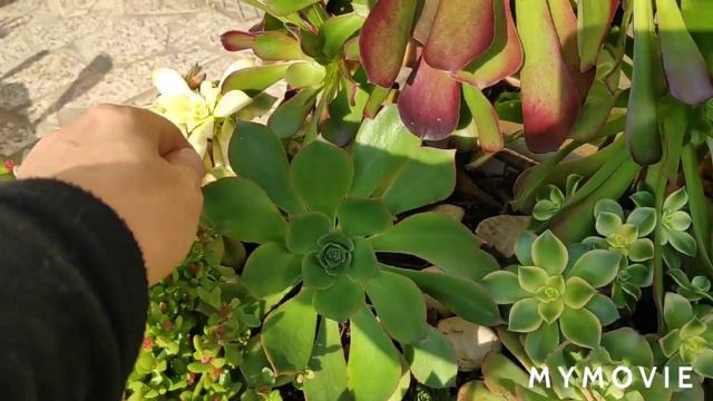 # Meu canteiro novo de suculentas venha conhecer 💝🍀🌵💝🍀 смотреть онлайн
