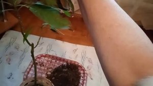 Авокадо, сохнут листья, ищем причину, перевалка томата.