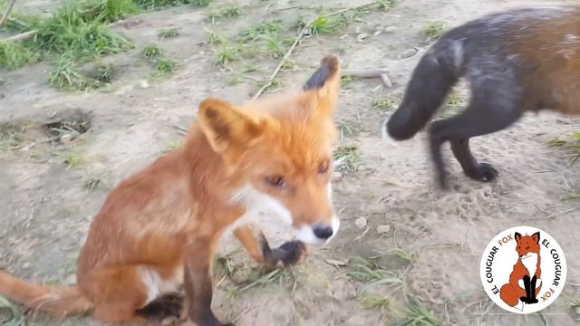 Лисы из Новолисья. Лисы играют с собакой.