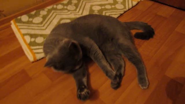 Кот лежит в коридоре смотреть онлайн