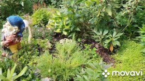 Можжевельники Андорра Компакт и Лайм Глоу? Краткая характеристика и обзор.