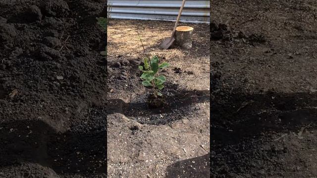 Осенняя высадка магнолии/ Магнолия лилиецветная Нигра смотреть онлайн