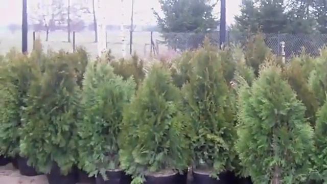 Thuje Brabant 140cm-160 cm i Thuje Smaragd 120-140 cm w balotach смотреть онлайн