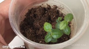 Голубика. Как вырастить ГОЛУБИКУ ИЗ СЕМЯН поэтапно. Посадка и Уход. Часть 2