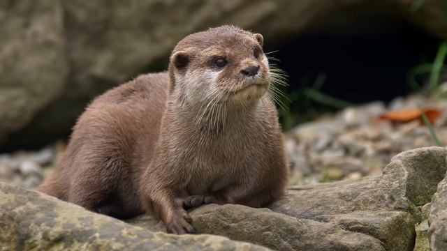 ВОССТАНОВЛЕНИЕ НЕРВНОЙ СИСТЕМЫ 🌿Нежная музыка лечит болезни сердца и сосудов смотреть онлайн