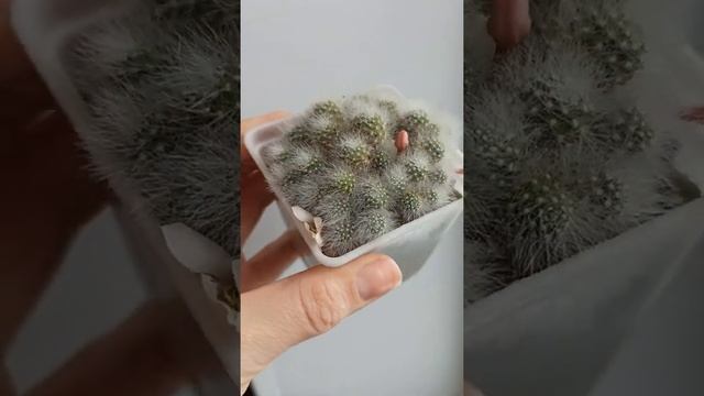 Цветение кактуса Rebutia Albiflora 7 марта 2022г смотреть онлайн