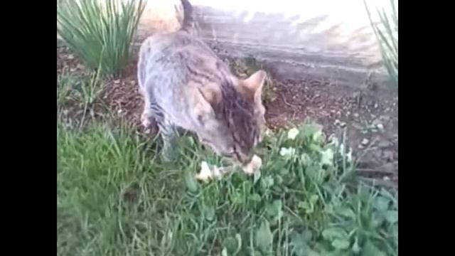 Кошка на прогулке смотреть онлайн