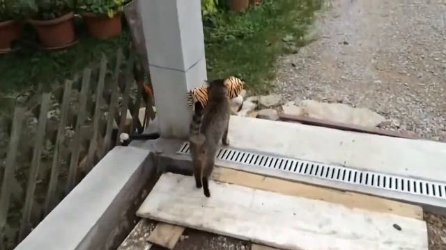 КОТ ВОРЮГА смотреть онлайн