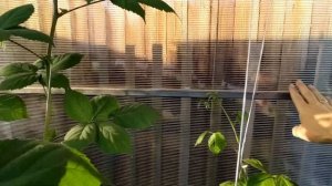 ВЫРАЩИВАНИЕ ЕЖЕВИКИ В СИБИРИ// ТЕПЛИЦА ДЛЯ ЕЖЕВИКИ