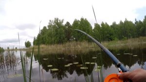 ЛИНЬ, КАРП, ЛИНЬ, КАРП Вот это рыбалка на удочку, Ловля линя, Ловля карпа, Рыбалка на линя