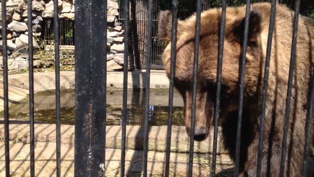 Большие медведи. Зоопарк Новосибирский. Bears. Смотреть интересное видео про животных. смотреть онлайн