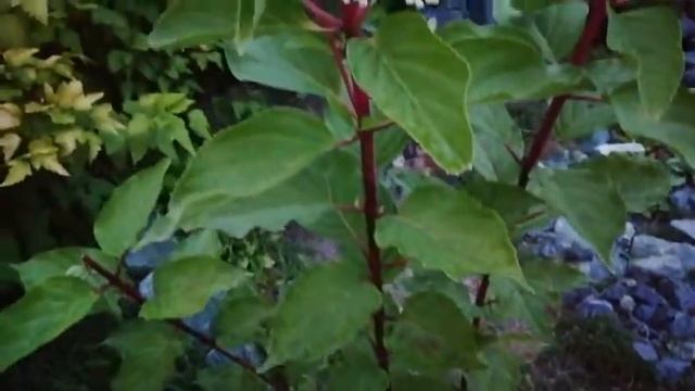 Мой сад смотреть онлайн