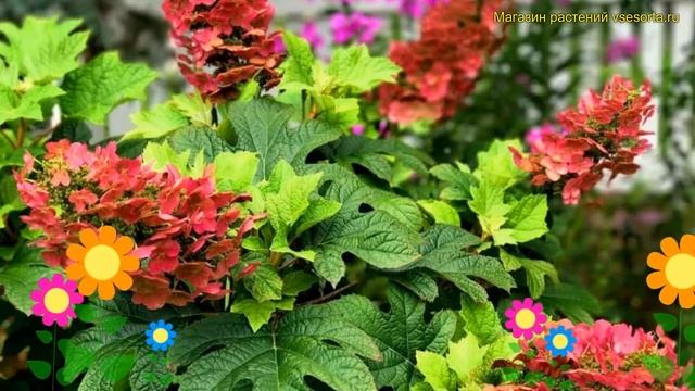 Гортензия дуболистная Аметист. Краткий обзор, описание характеристик hydrangea quercifolia Amethyst смотреть онлайн