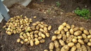 Три сорта картофеля.Как у Аннушки?/Сельское подворье на Урале