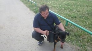 Ротвейлер, отзыв владельца.