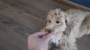 Мальтипу, щенок 5 месяцев. Отработка и обучение команде «ждать»