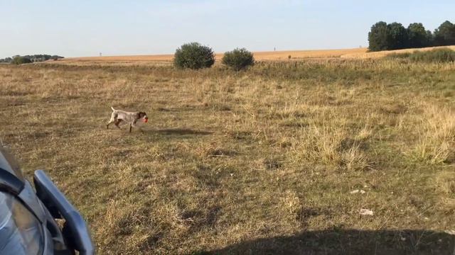 Первые дни с курцхааром Джеттой. смотреть онлайн