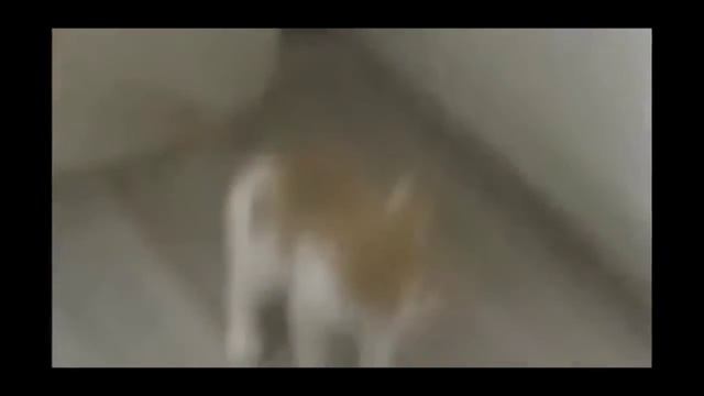 Из жизни веселых котэ ? Funny Cats ? смотреть онлайн