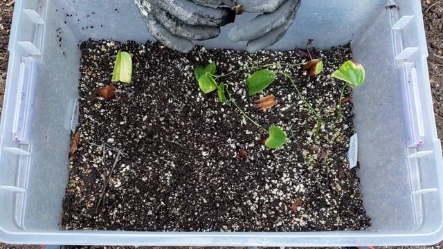 How To Root Evergreen Clematis Cuttings | Propagating Clematis