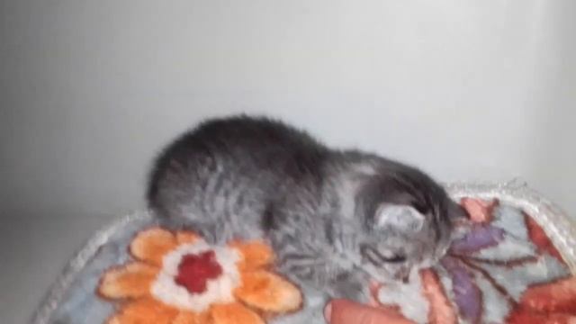 МАНЧКИН КОРОТКОЛАПЫЙ КОТЕНОК смотреть онлайн