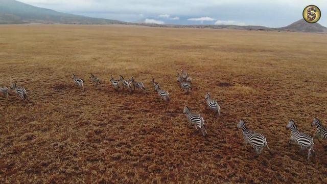 Safari For Kids - SAFARIMO BOARD GAME