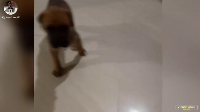 ALL DOGS BREED PRICE | Great dane | husky bullmastiff toy pom pug labrador dogo argentino bully gsd смотреть онлайн