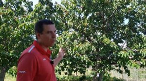 Как защитить сохранить черешню ягоды от птиц чем отпугивать шпаков скворцов грачей