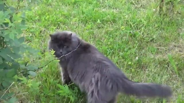 Воспоминания. 2014 год. Друзья, дача, животные. смотреть онлайн