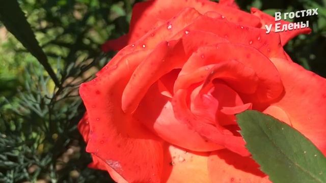 Релакс ВИДЕО, ЛЕТО, виды моего САДА. ДУРМАНОМ СЛАДКИМ ВЕЯЛО , когда цвели сады смотреть онлайн