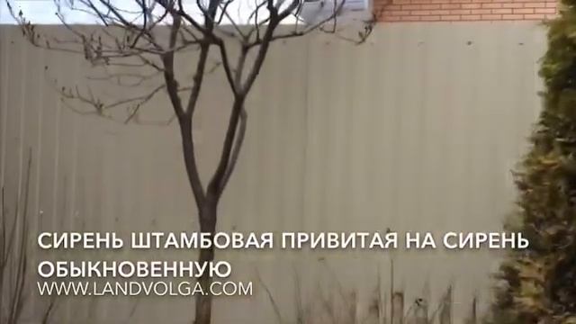 Сирень штамбовая. Формирование штамбовой сирени. Сирень обыкновенная. Ландволга смотреть онлайн