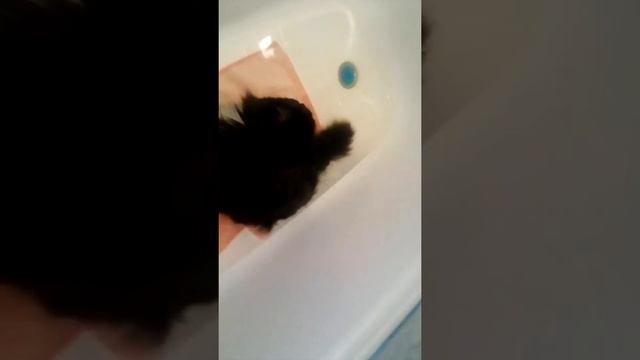 решили помыть кота.