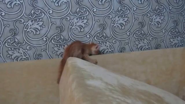 ШОК!Котенок цыкает на хозяйку 10МИНУТ! смотреть онлайн