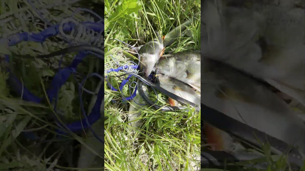 Когда в душе ты анаконда. Случай на реке #fishing #рыбалканасевере #carpfishing #carp #палатка #карп смотреть онлайн