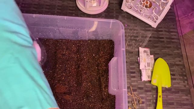 Петуния🌸лобелия, посев , результат , больше покупать не буду!!! смотреть онлайн