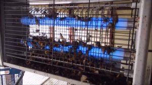 Инсектицидная лампа