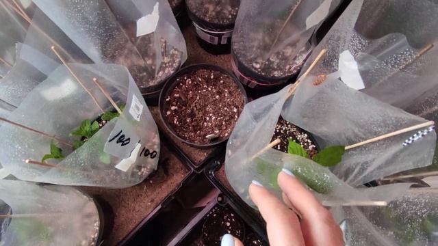 Массовое просыпание гортензии метельчатой в парничках? Замена зимней теплицы?14.03.2023 смотреть онлайн