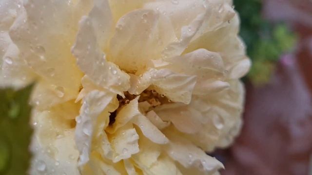 Красные розы.Роза Высоцкого,Лес Розэ Дэ Кватро,Травиата,Эрик Тамберли,Аскот, Мастэд Вуд, Бургунд-81 смотреть онлайн