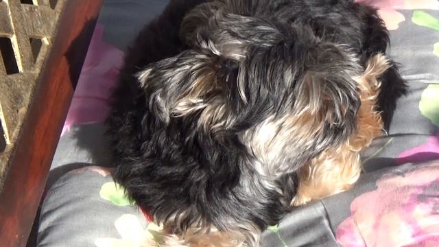 Трубочист приносит счастье! 🏠 The chimney sweep brings happiness! смотреть онлайн