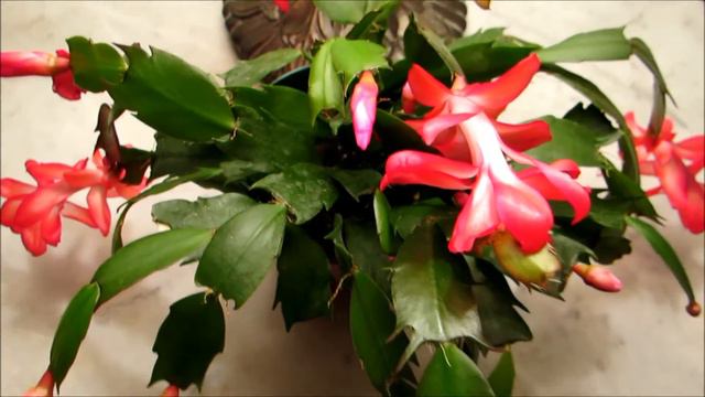 🌹🌺💞Update on my beautiful red Thanksgiving cactus that is blossomed with flowers💞🌺🌹 смотреть онлайн