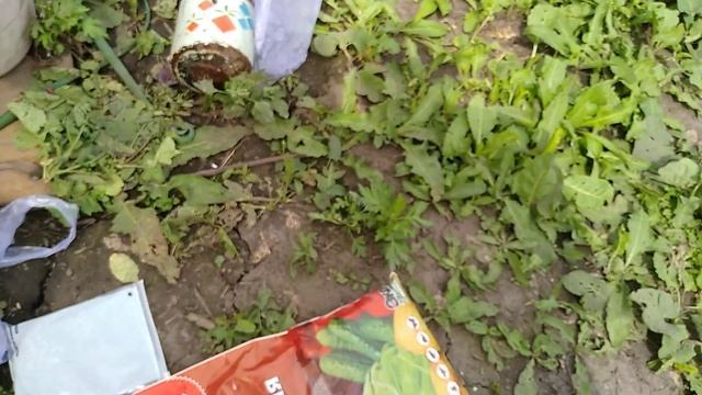 Лаванда, черенки прижились.#лаванда,#уходзалавандой, #черенкованиелаванды,#всесамисвоимируками,#сад смотреть онлайн