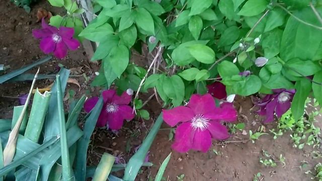 Klematis (orman asması) çiçekleri смотреть онлайн