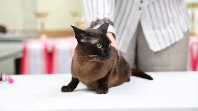 Burmese Cat / Бурманская кошка